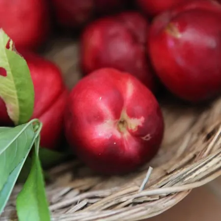 לינה וארוחת בוקר Podere Merlo