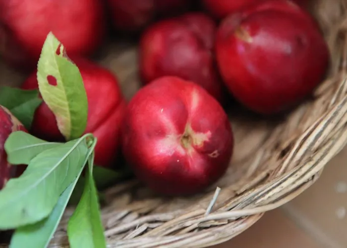 Bed & Breakfast Podere Merlo